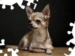 Beżowej, Maści, Chihuahua