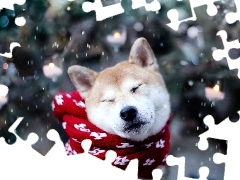 Śnieg, Szalik, Pies, Akita Inu