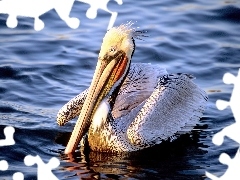 woda, Pelikan