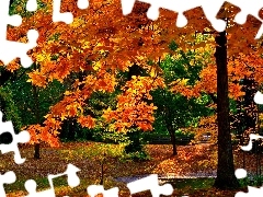 Jesień, Park, Drzewo