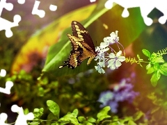 Białe, Kwiatki, Motyl