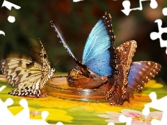 Motyle, Skrzydła, Kolorowe