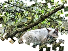 Kot, Obserwator, Drzewo