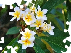 Kwiaty, Plumeria