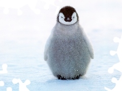 Mały, Pingwinek, Puszysty