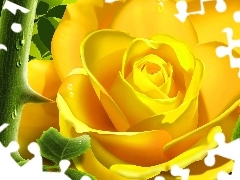 Róża, Kwiat, Żółta