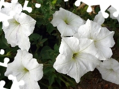 Kwiatki, Petunia ogrodowa, Białe