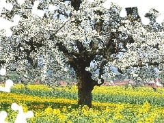 Drzewo, Kwitnące