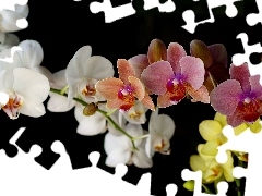 Orchidea, Kolorowa