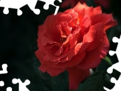 Czerwonej, Róży, Kwiat