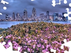 Miasto, Kwiaty, San Diego
