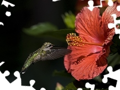 Kwiatek, Koliber