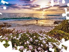 Plaża, Morze, Zachód, Kwiaty, Słońca