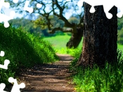 Łąka, Drzewo, Ścieżka