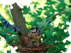 Gniazdo, Drzewo, Ptaki