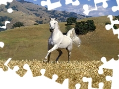Koń, Łąka, Biały