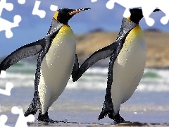 Pingwiny, Przyjaźń, Dwa