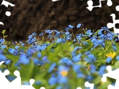 Niebieskie, Kwiatki, Ułudka Wiosenna