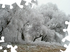 Zima, Szadź, Drzewa