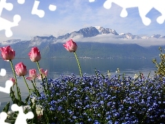 Niebieskie, Tulipany, Góry, Kwiaty, Jezioro