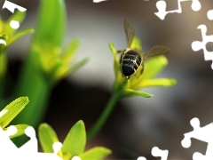 Złoć Żółta, Wiosna, Pszczoła
