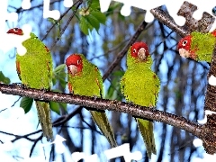 Papugi, Zielone, Drzewa, Cztery
