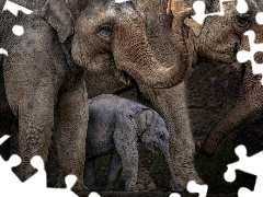 Rodzinka, Słonie