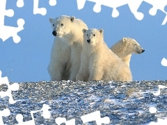 białe, śnieg, Niedźwiedzie