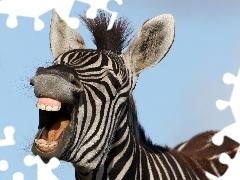 Uśmiech, Zebra