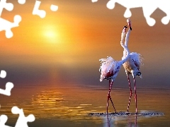 Słońca, Flamingi, Wschód
