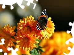 Motyl, Rusałka admirał, Kwiaty