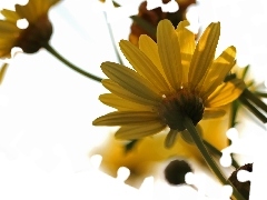 Margerytki, Kwiaty, Żółte