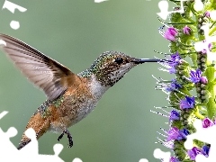 Kwiaty, Koliberek