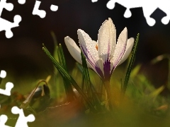 Wiosna, Kwiat, Biały, Krokus