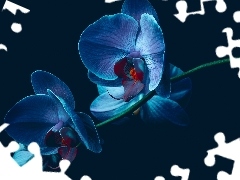 Storczyk, Niebieska, Kwiat, Orchidea