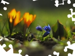 Niebieskie, Kwiaty, Cebulice Syberyjskie