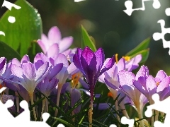 Fioletowe, Kwiaty, Krokusy