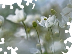 Białe, Kwiaty, Zawilce