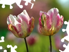 Kolorowe, Tulipany, Dwa