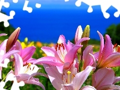 Morze, Kwiaty, Różowe, Lilie