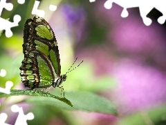 Motyl, Motylek, Zielony