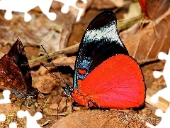Motyle, Liście, Dwa