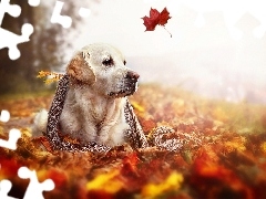 Jesień, Liście, Pies, Golden Retriever, Szal
