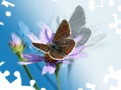 Grafika, Kwiat, Motyl, Owad
