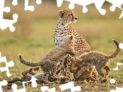 Gepard, Małe, Mama
