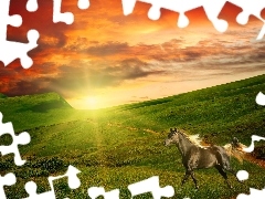 Koń, Polana, Zachód, Słońca