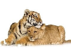 Tygrys, Przyjaciele, Lwica