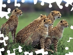 Gepardów, Pięć