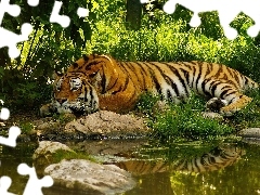 Tygrys, Rzeka, Leżący