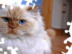Niebieskie, Oczy, Kot perski
